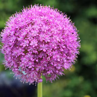 Allium flower garden wallpaper