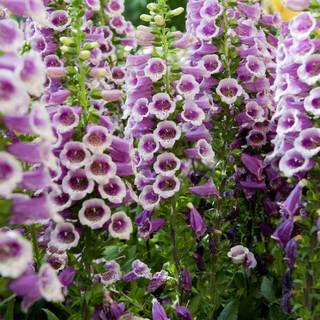 Violet Snapdragons wallpaper