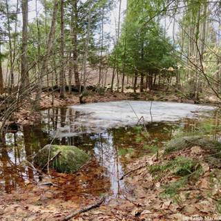 Vernal afternoon wallpaper