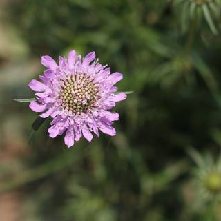 Pincushion flowers wallpaper