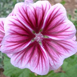 Pink Malva wallpaper