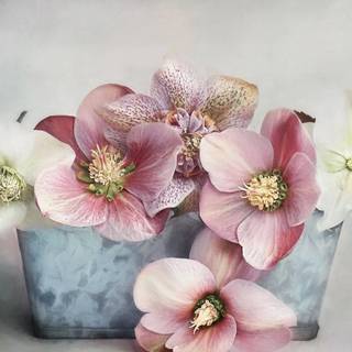 Pink Malva wallpaper