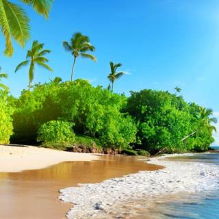 Tropical beach panorama wallpaper