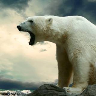 Polar bear night wallpaper