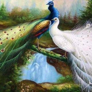 Beauty peacock wallpaper