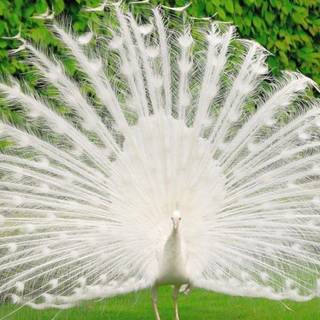 Beauty peacock wallpaper