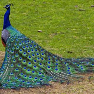 Beauty peacock wallpaper