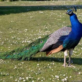 Beauty peacock wallpaper