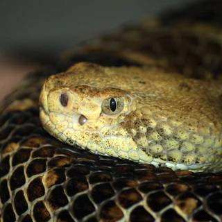 Trimeresurus popeorum wallpaper