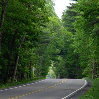Cloud forest road wallpaper