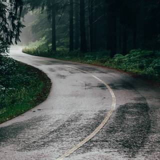 Cloud forest road wallpaper