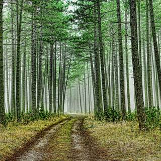 Cloud forest road wallpaper