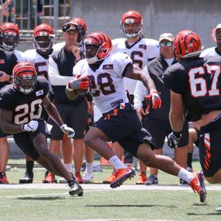 Cincinnati Bengals 2019 wallpaper