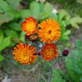 Oranje havikskruid wallpaper