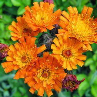 Oranje havikskruid wallpaper