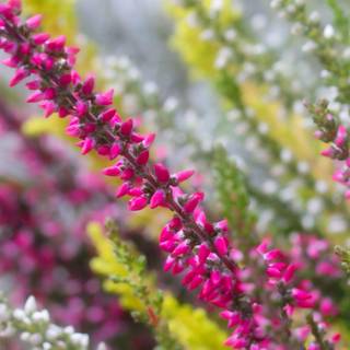 Wild flowers in meadow wallpaper