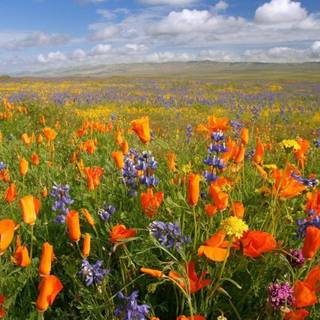 Wild flowers in meadow wallpaper