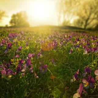 Wild flowers in meadow wallpaper
