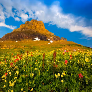 Wild flowers in meadow wallpaper