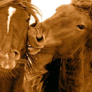 Horses love wallpaper