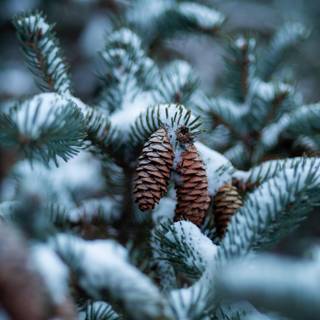 Blue spruce cones macro wallpaper