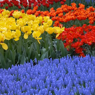 Potted Hyacinths wallpaper