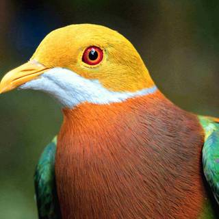 Colorful birds wallpaper