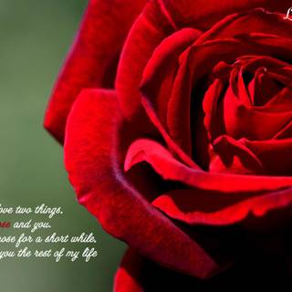 Love romantic wallpaper