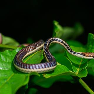 Small snake wallpaper