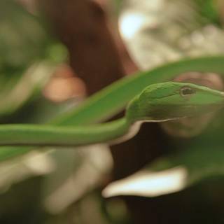 Green vine snake Ahaetulla nasuta wallpaper
