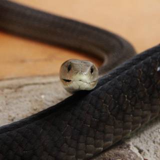 Small snake wallpaper