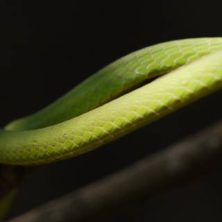 Green vine snake Ahaetulla nasuta wallpaper