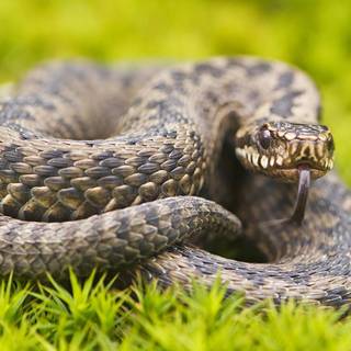 Small snake wallpaper