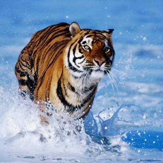 Young tiger animal wallpaper
