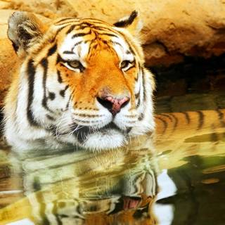 Young tiger animal wallpaper