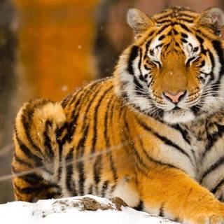 Young tiger animal wallpaper
