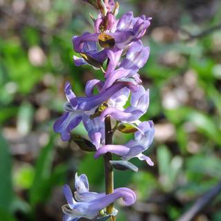 Corydalis heterocarpa wallpaper