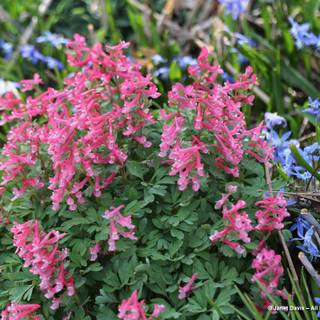 Blackberry Wine Corydalis wallpaper