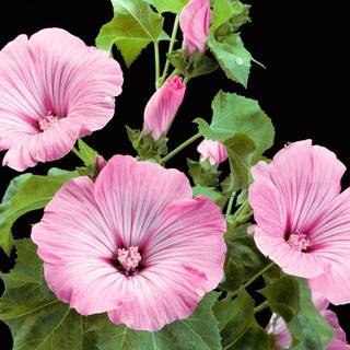 Malva Rose wallpaper