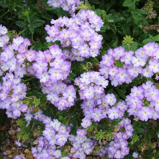 Red and white verbena wallpaper