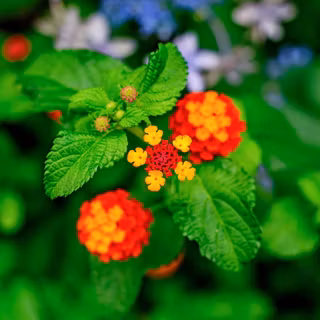 Red and white verbena wallpaper