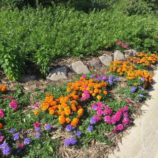 Red and white verbena wallpaper