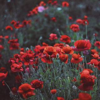 Poppy field wallpaper