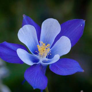 Pretty Columbines wallpaper