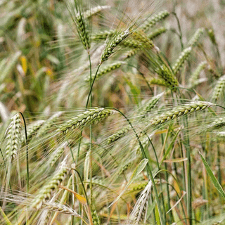 Foxtail barley ornamental grass wallpaper