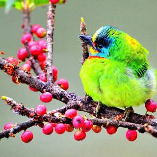 Fruit and birds wallpaper