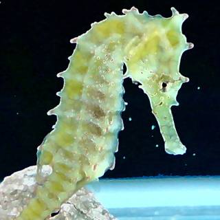 Mermaid and seahorse wallpaper