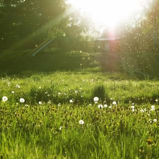 Beautiful meadow wallpaper