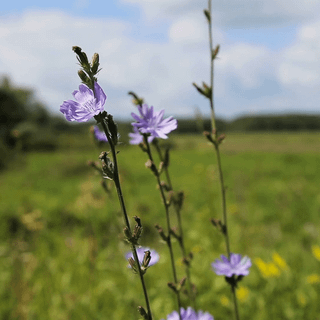 Beautiful meadow wallpaper