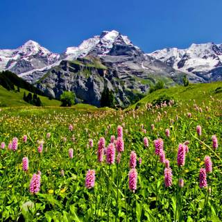 Beautiful meadow wallpaper